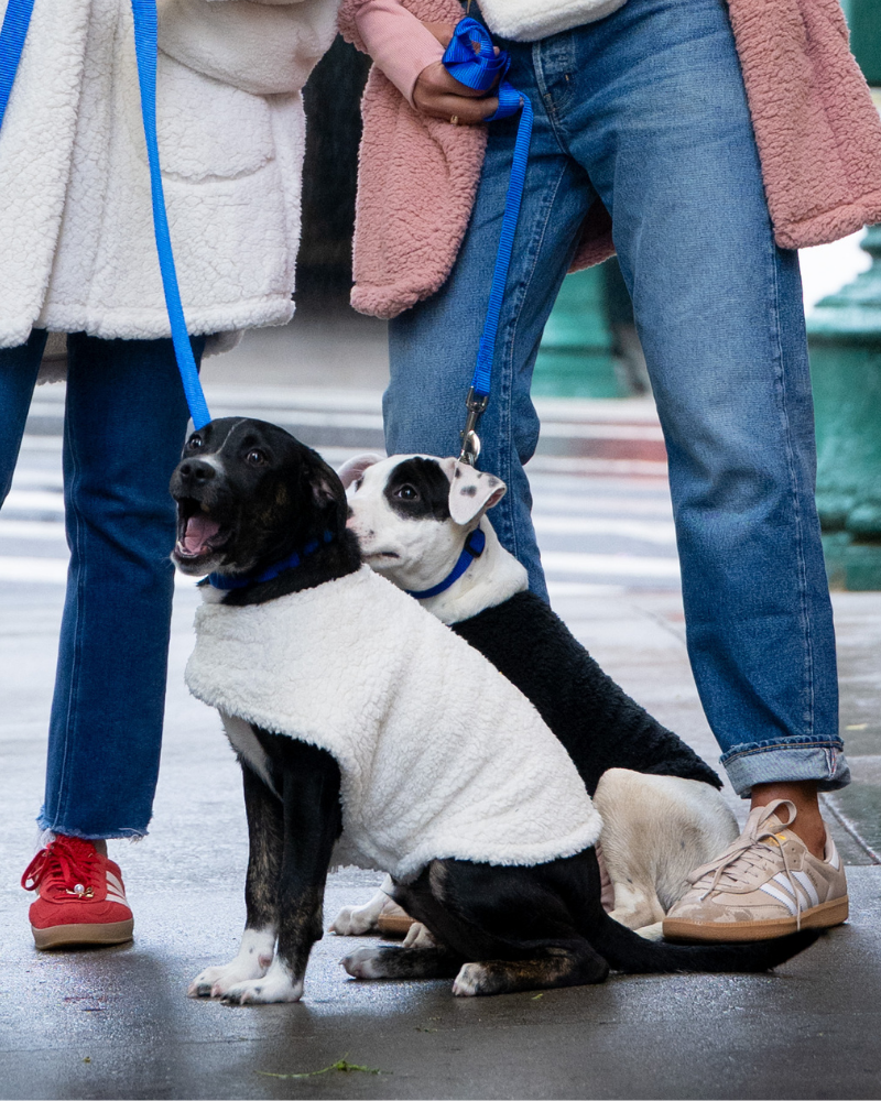 two dogs wearing a sherpa pet jacket