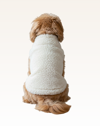 Dog wearing a white fleece sweater sitting on a white background